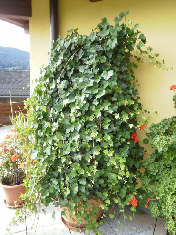 Haus Vordertiefenbach Hotel Wagrain Exterior foto
